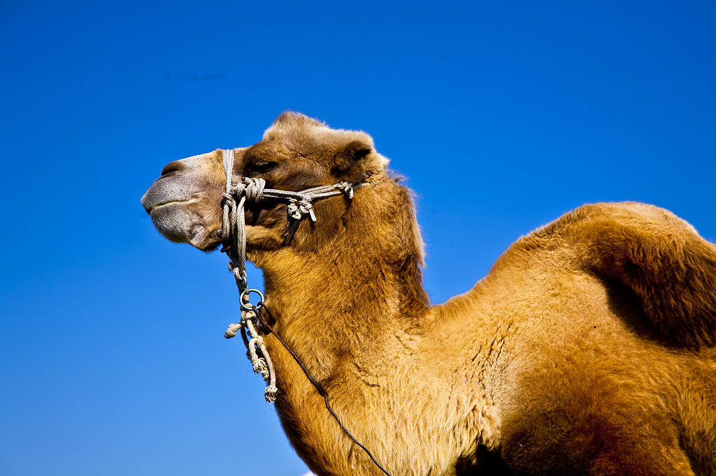 ���ɲ�ԭ·�����л���