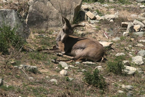 视频：31座森林星之旅第二季 走进贺兰山