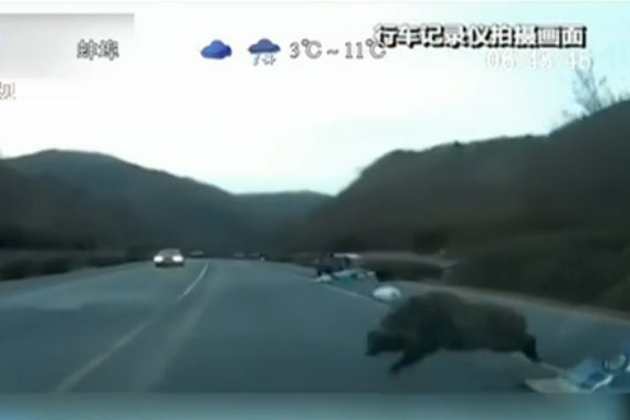 视频：宝马当头撞上狂奔野猪 保险杠飞上天