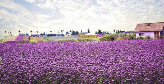 沪郊薰衣草花田紫海荡漾 正是赏花好时候(组图)