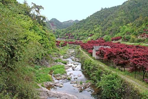 不必去挪威 这里的森林也很美(组图)