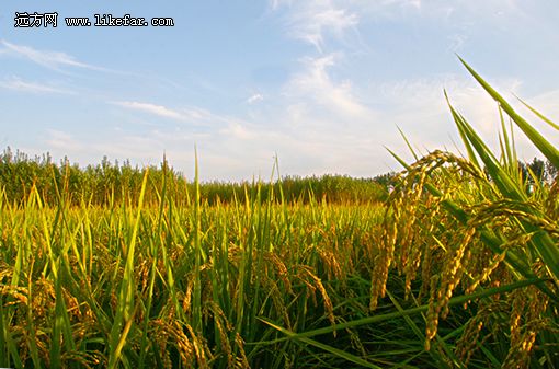 稻田