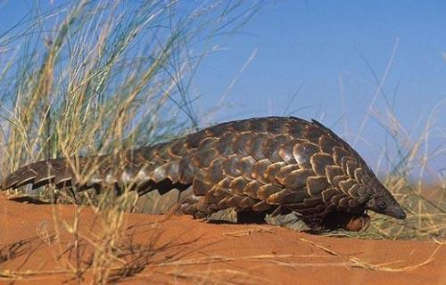 ϷǴɽ(Ground-pangolin)