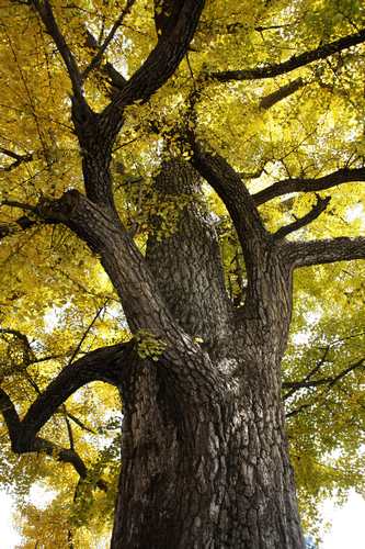 传说中的少林光棍树