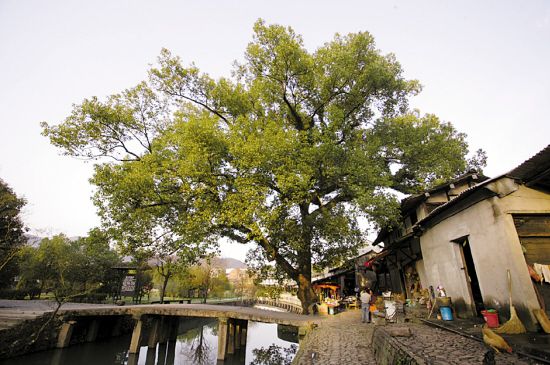 村头百年历史的古榕树
