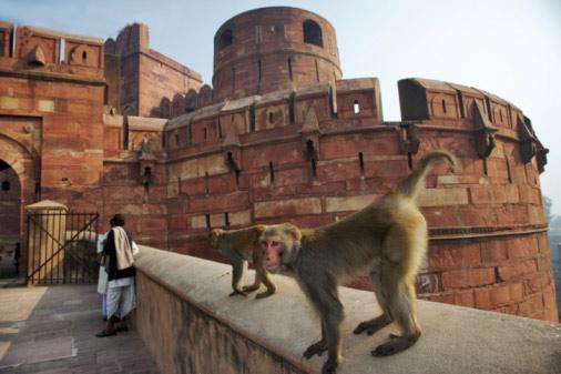 The Ganges RIver monkey is some background of the Hindu god Hanuman, one is a monkey