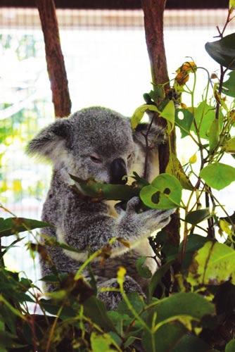 The Australian Koala