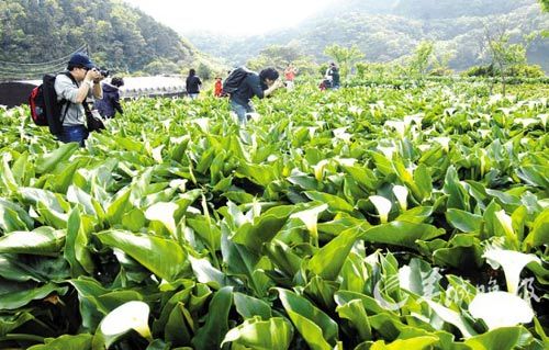 Taiwan Yang Ming Shan, Calla Lily flowers.