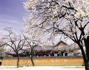 South Korea's cherry