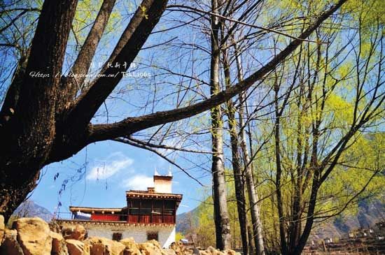 这里早已春已盎然