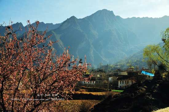 桃红柳绿又一春