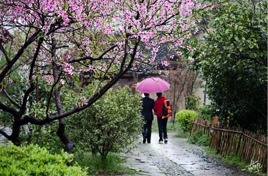 雨中西溪 雨中西溪