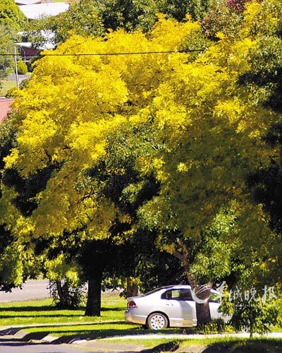 Australia's autumn is coming, at that time, Melbourne's high streets and back lanes will become a bright yellow