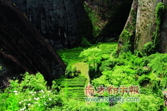 四面悬崖绝壁的井谷奇观——武夷山天游茶洞是武夷山被发现最早的种植茶树之地。CFP供图 四面悬崖绝壁的井谷奇观——武夷山天游茶洞是武夷山被发现最早的种植茶树之地。CFP供图