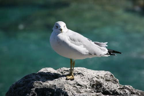 Bruce Peninsula National Park is one of Canada's 39 National Park