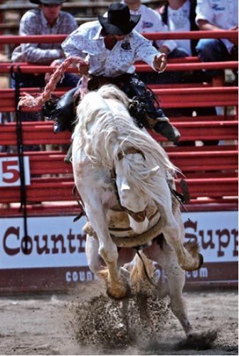 Calgary stampede, began in the first week of July each year on the Friday