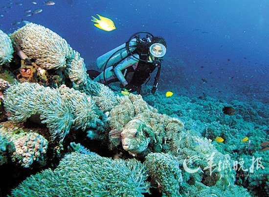 Diving experience figure unforgettable: Cebu Tourism Bureau