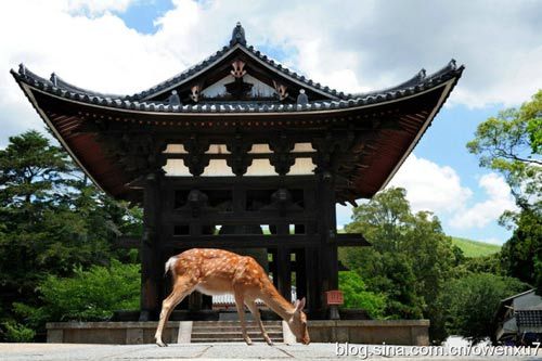 Nara Deer everywhere