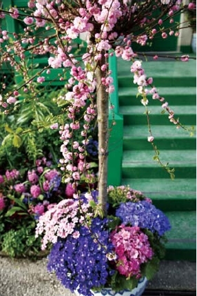 莫奈故居前的台阶与鲜花