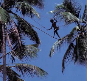 Sri Lanka coconut tree