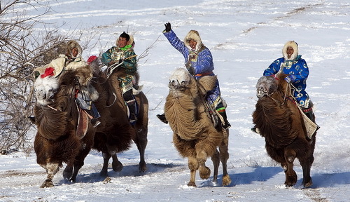 骆驼文化节