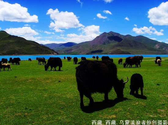 新浪旅游配圖：羊卓雍措 攝影：烏蒙流浪者