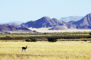 The vast grassland