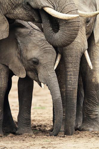 Kenya Animal Park