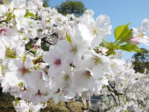 Cherry blossoms in full bloom when the source: Japan National Tourism Bureau