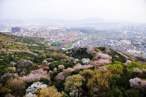 新浪旅游配图：首尔南山 摄影：阿兹猫