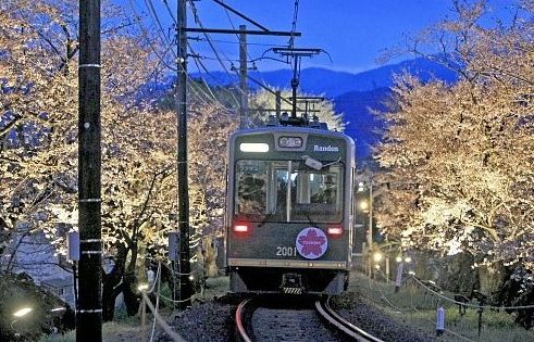 日本京都运营"夜樱电车" 穿越梦幻樱花隧道