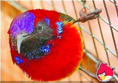 “愤怒小鸟”有真实原型，最出名的“小红”是北美红雀。分布在南加拿大。