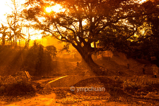 新浪旅游配图：古老的大榕树 摄影：ympchuan