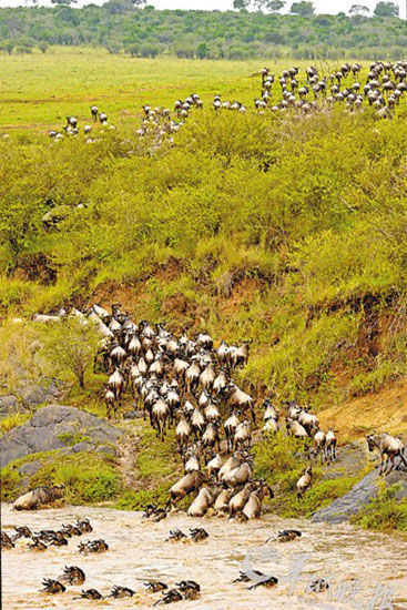 Kenya Masai Mara wild animal protection area, tens of thousands of wildebeest migration through the Mara Zhao Yingquan perturbation