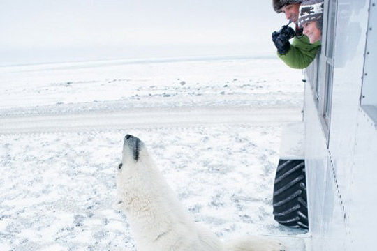 The polar bear Tour (photograph: Manitoba Tourism Bureau)