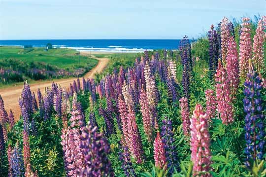 The charming prince Edward Island Beach