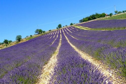 Sina travel pictures: lavender field photograph: Arthur
