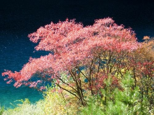这个秋季 绘制全球最美旅行地图:四川九寨沟