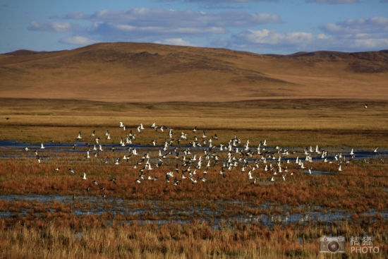 A flock of birds flying