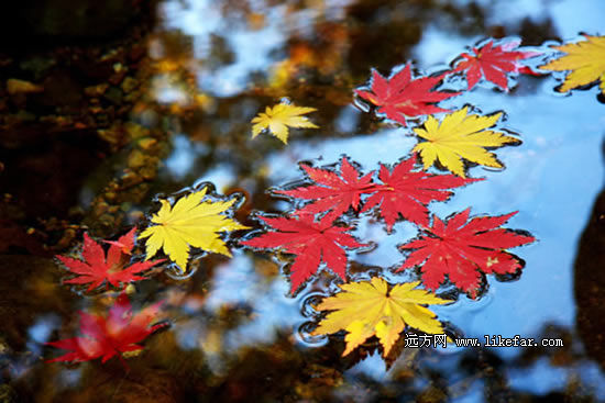 秋天掉落的色彩 作者：韦韦