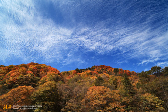 Look more beautiful in the blue sky.