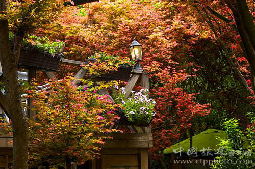 Good place Taipei's Yangmingshan is a reward maple