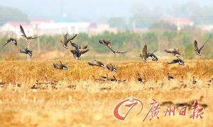 Boundless yellow meadow birds flying
