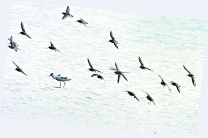 The East Dongting Lake is some heron, gulls breeding ground.