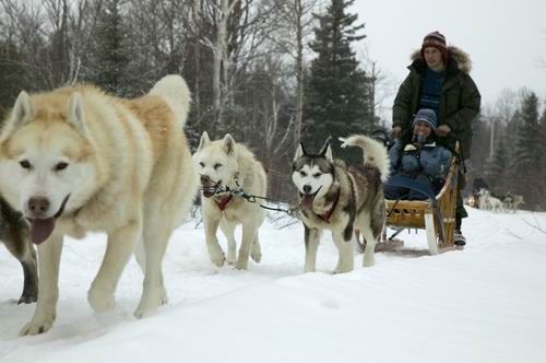 狗拉雪橇