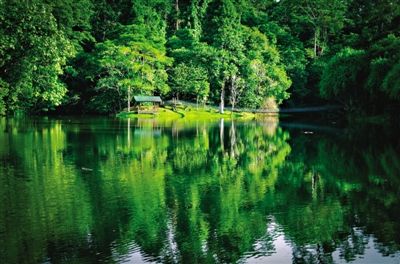 East Sabah area of tropical rain forest. Graph / teeth rabbit