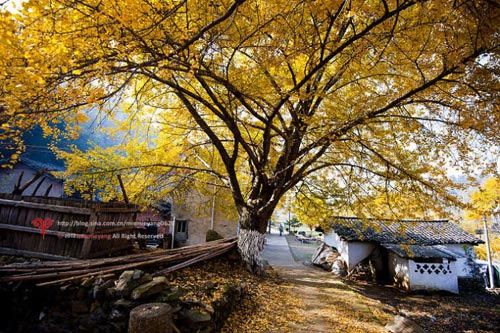 Suizhou ginkgo Valley