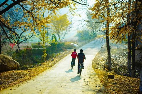 The children ride over from the ginkgo forest