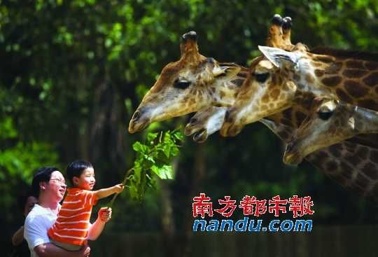 Hey giraffe visitor