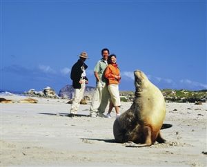 Kangaroo Island to visit a cosy nest seals